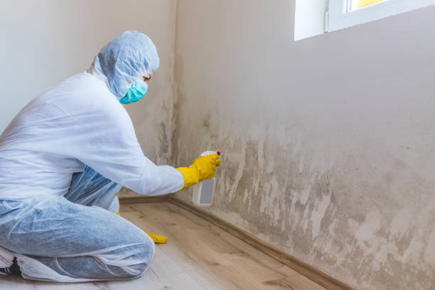 Licensed Mold Testing service in Dallas, TX - WQB Mold Removal